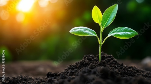 A young plant sprouting from the soil, basking in the warm sunlight.