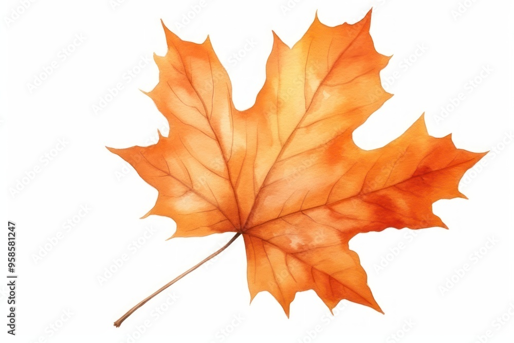 Fototapeta premium Maple leaves plant leaf.