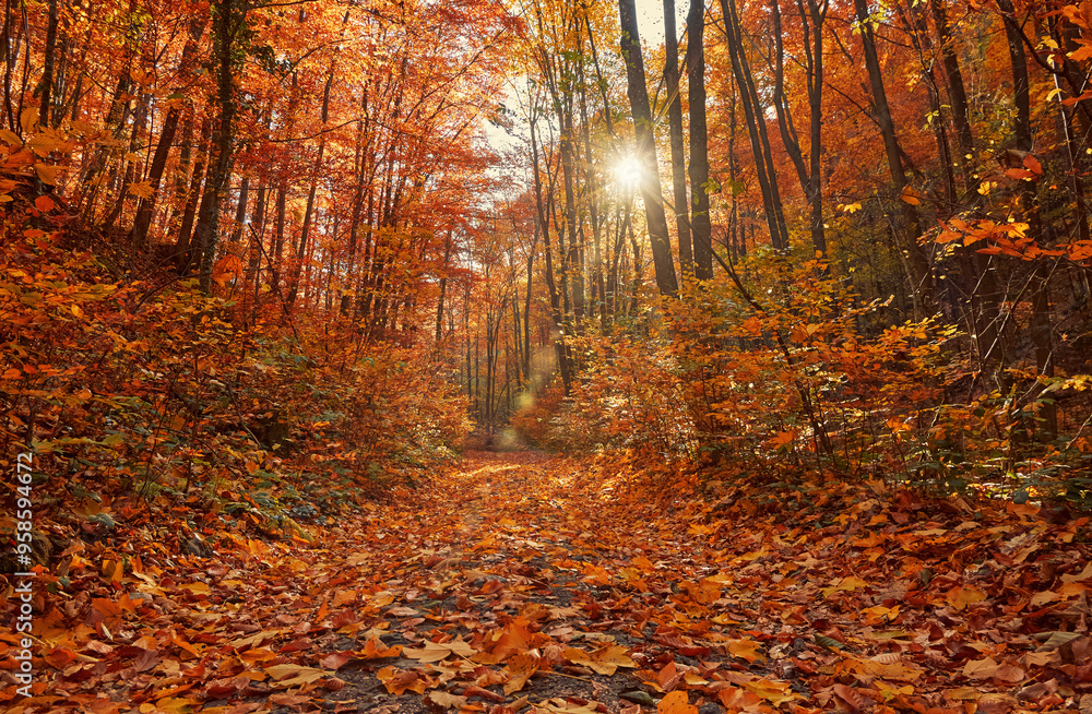 Obraz premium Dirt road in colorful autumn forest with falling leafs. Picturesque autumn in the Ukrainian Carpathians
