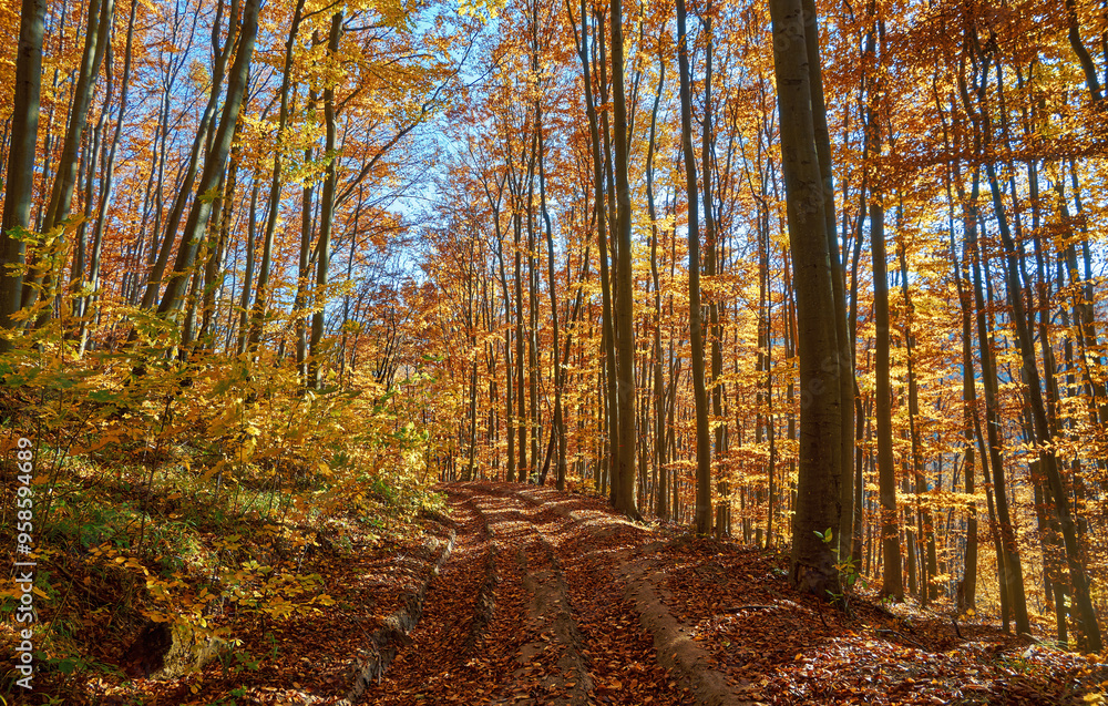 Obraz premium Dirt road in colorful autumn forest with falling leafs. Picturesque autumn in the Ukrainian Carpathians