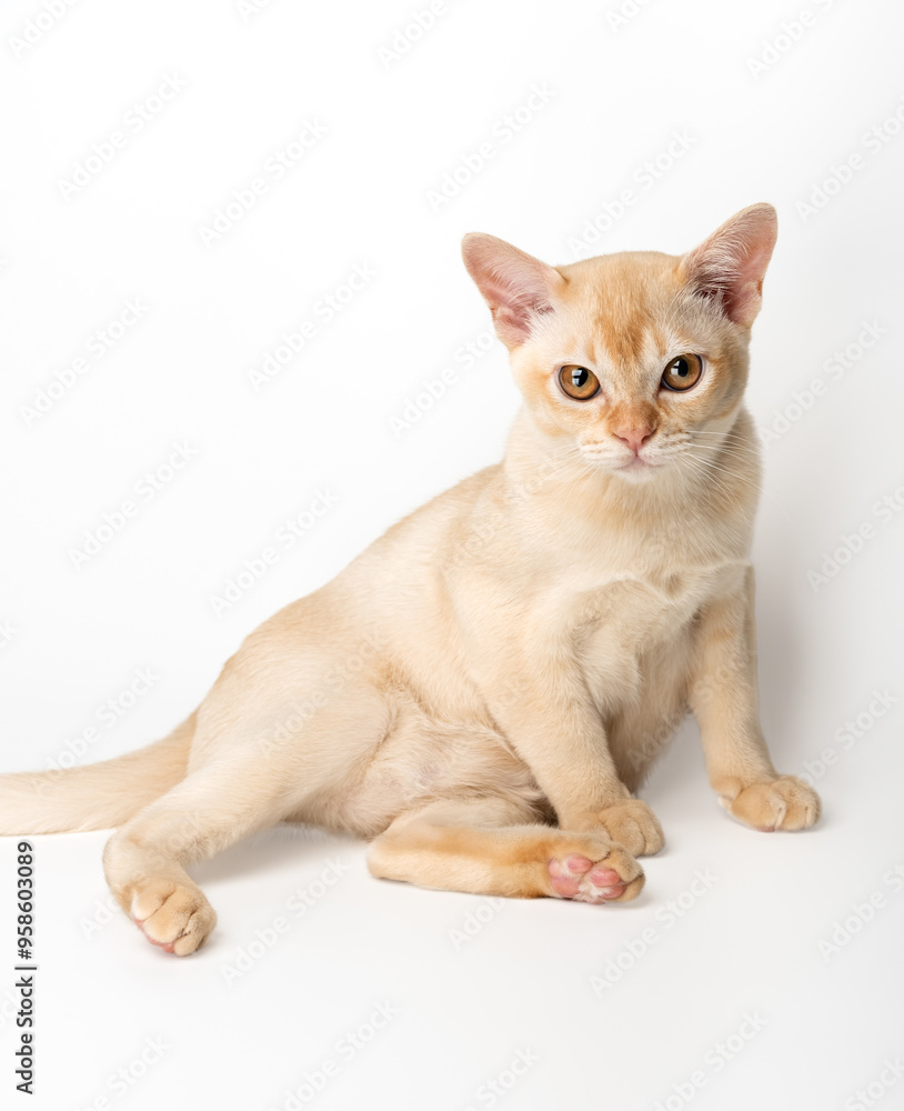 Red Burmese kitten on white background. Red Burmese kitten on white background.