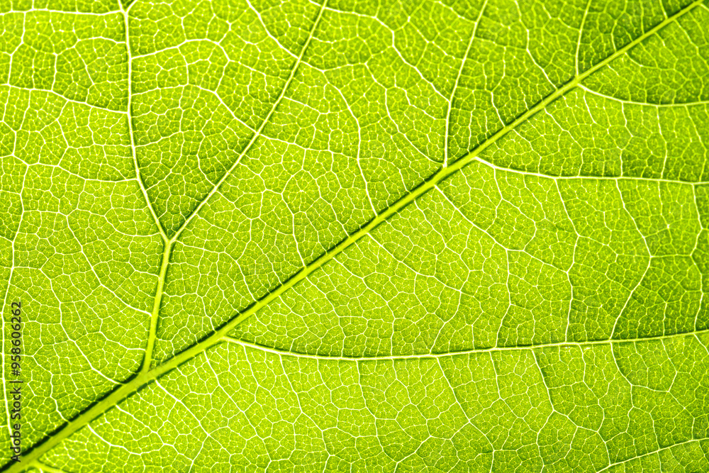 Macro shot of a leaf. Foliage nature background. Macro shot of a leaf. Foliage nature background.