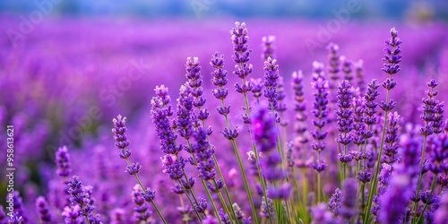 A close up of a vibrant purple lavender field in full bloom, macro, blooming, plants,nature, summer, tranquil, relaxation, scenic, peaceful, landscape, field, aroma, agriculture, flowers