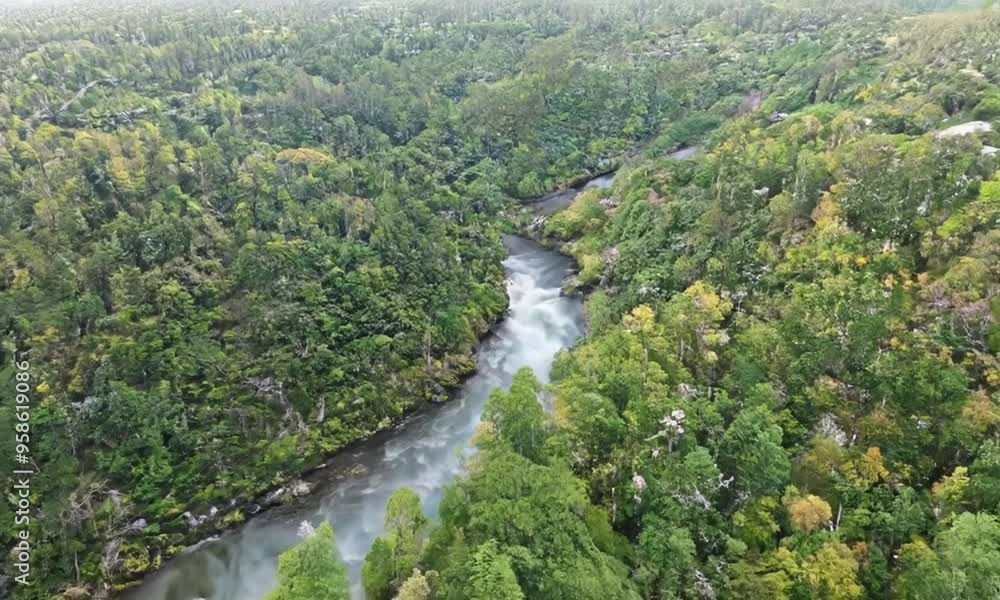 Aerial View of a River Winding Through a Lush Forest Aerial View of a River Winding Through a Lush Forest