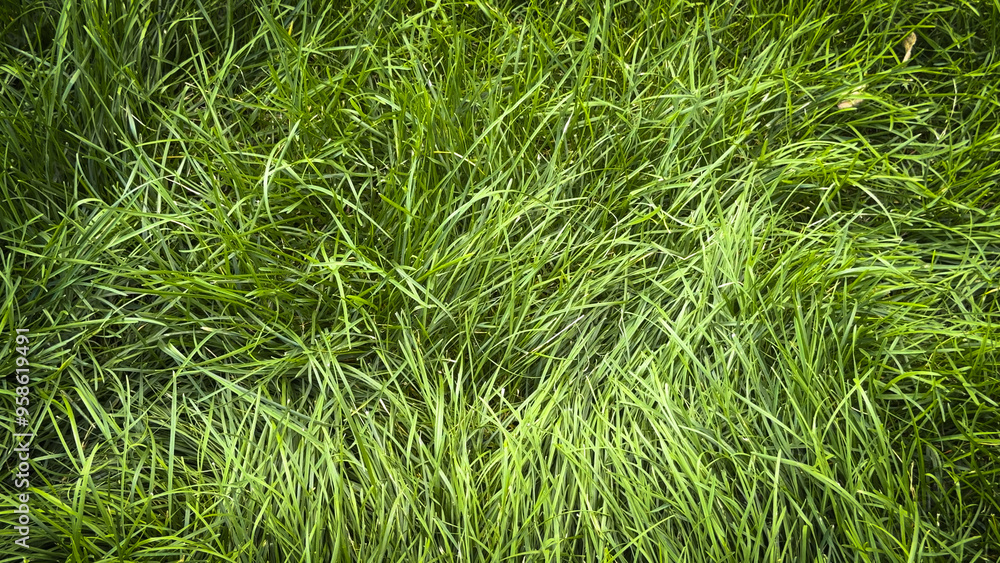 lush, vibrant green grass backdrop, showcasing natural texture and fresh color of outdoors. Ideal for nature-inspired backgrounds, eco-friendly design projects, or promoting outdoor activities lush, vibrant green grass backdrop, showcasing natural texture and fresh color of outdoors. Ideal for nature-inspired backgrounds, eco-friendly design projects, or promoting outdoor activities