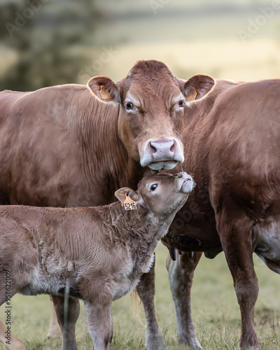 Cuadro en lienzo Une vache et son veau