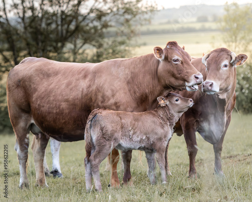 Trio de vaches et veau 