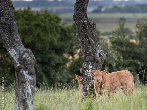 Fotografie Deux veaux dans un parc