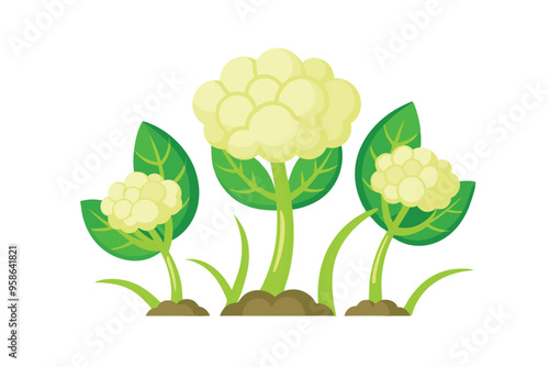 Cauliflower Sprouts vector illustration isolated in white background