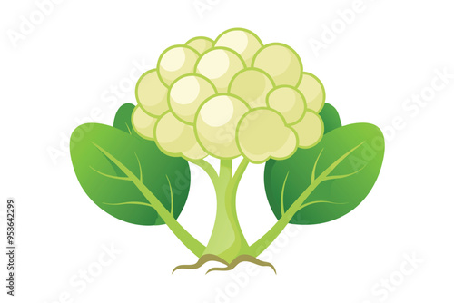 Cauliflower Sprouts vector illustration isolated in white background