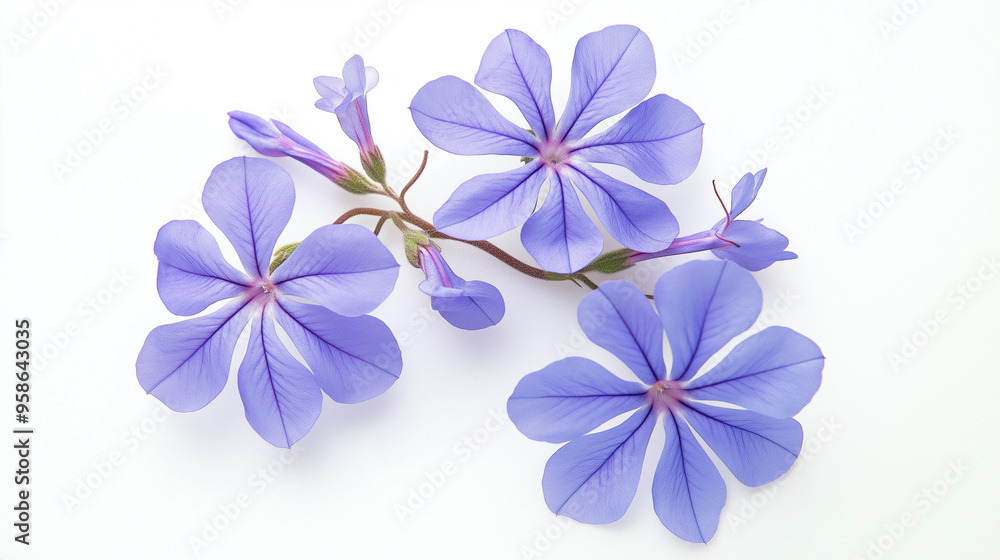 Blue flowers against a white backdrop, referred to as Plumbago Auriculata. Blue flowers against a white backdrop, referred to as Plumbago Auriculata.