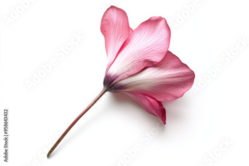 Ultra-Realistic UHD Photo of a Cyclamen Flower on White Background photo