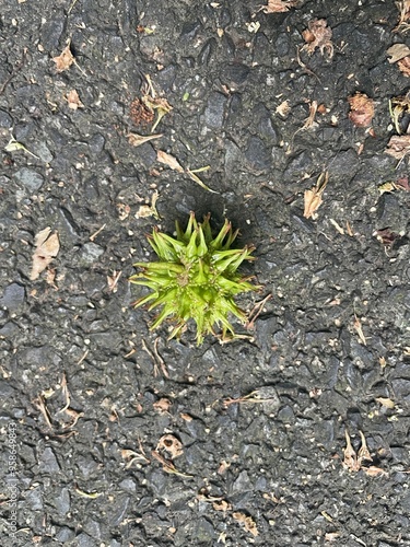 Green plant itch ball on street