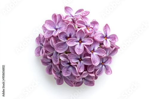 Ultra-Realistic UHD Photo of a Lilac Flower on White Background