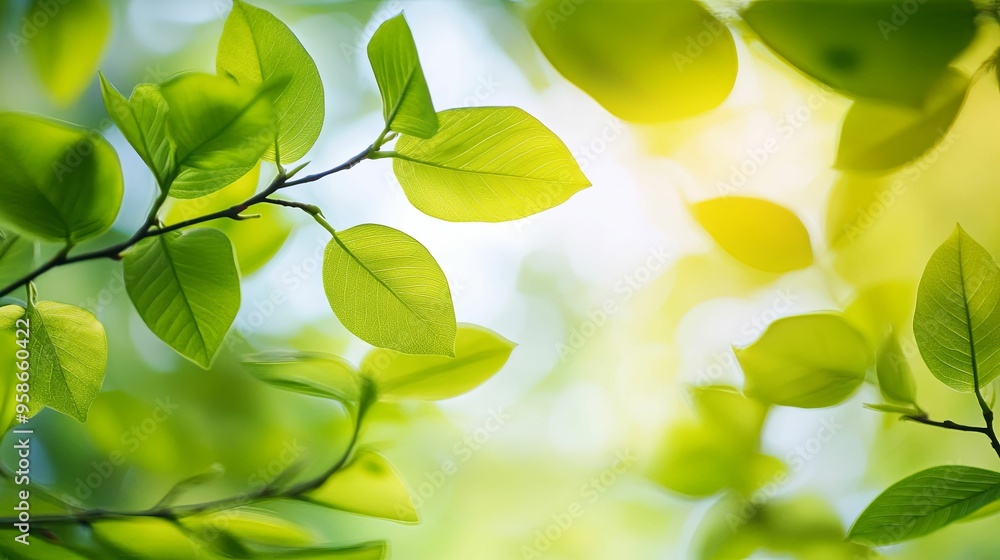 Sunlight Illuminating Vibrant Green Leaves on a Branch Sunlight Illuminating Vibrant Green Leaves on a Branch