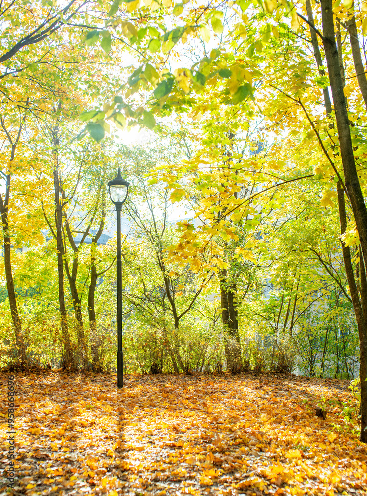 Fototapeta premium autumn in the park