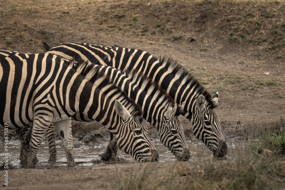 Plains zebras near the water dam. Zebras during safari in Kruger national park. Typical animal for Africa plains. Plains zebras near the water dam. Zebras during safari in Kruger national park. Typical animal for Africa plains.