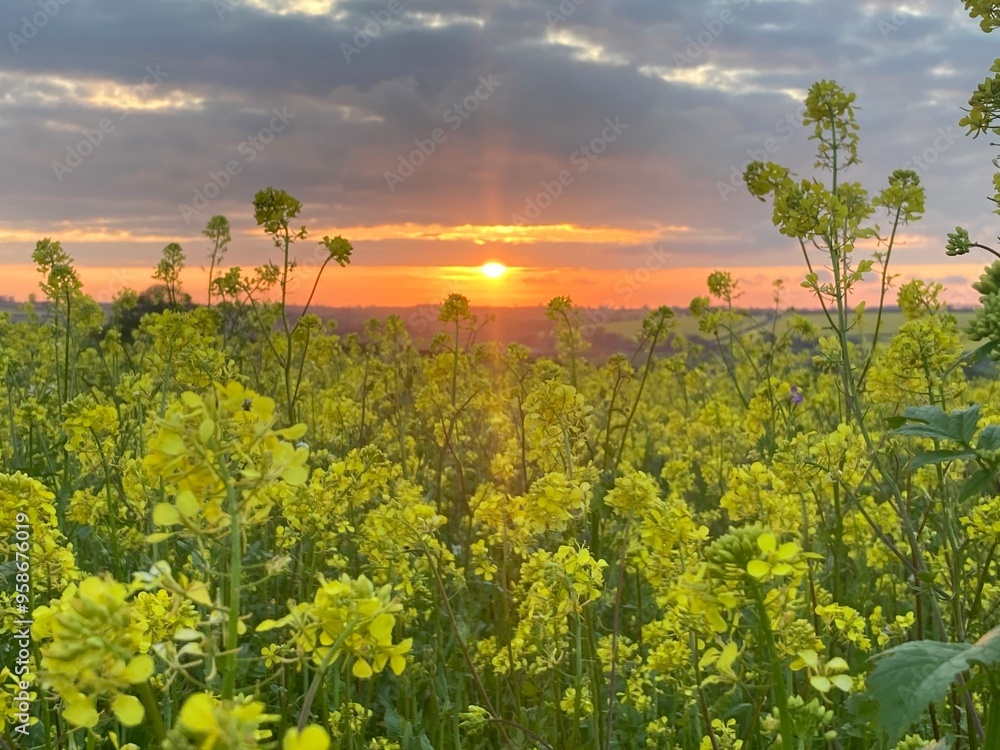 Naklejka premium Spring field 