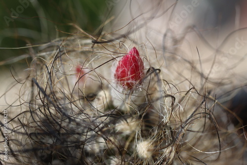 Neoporteria senile senilis kaktus Opuntia microdasys var. pallida f. cristata photo