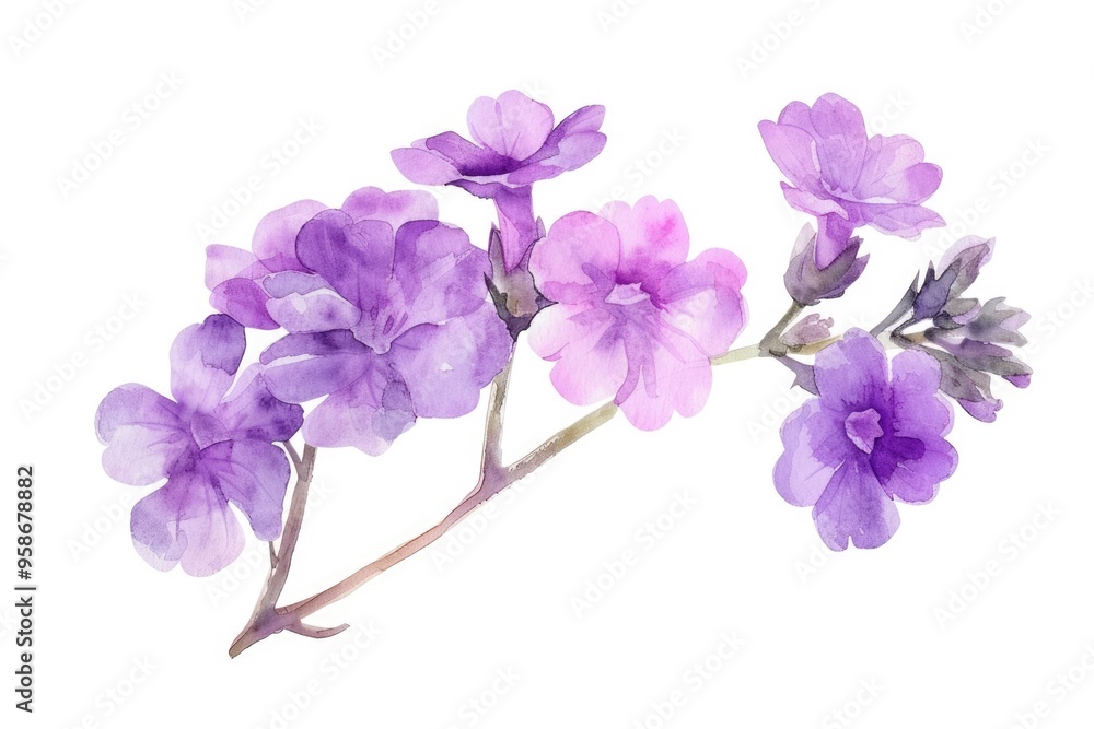 Hand-drawn Verbena Flower with Aroma Lamp on Colorful Botanical Background Hand-drawn Verbena Flower with Aroma Lamp on Colorful Botanical Background