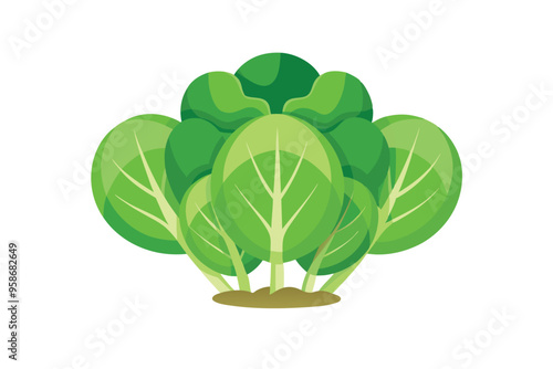 Cabbage vector illustration isolated in white background