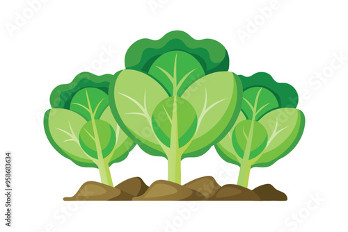 Cabbage vector illustration isolated in white background