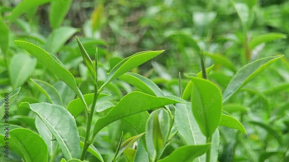 Green tea leaves growing on tea plantation at sunny day. Organic green tea cultivation. Green tea leaves growing on tea plantation at sunny day. Organic green tea cultivation.
