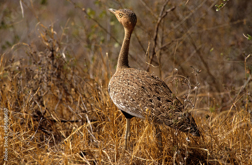 Outarde houppette,.Lophotis ruficrista, Red crested Korhaan, Eupoditis ruficrista photo