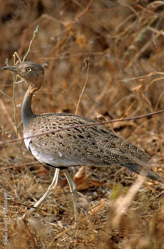 Outarde à miroir blanc,.Afrotis afraoides, Northern Black Korhaan, Outarde d'Oustalet, Eupodotis gindiana photo