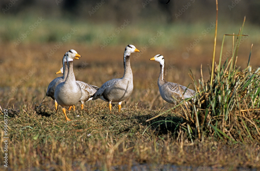 Oie à tête barrée,.Anser indicus, Bar headed Goose