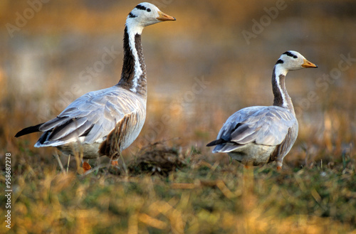 Oie à tête barrée,.Anser indicus, Bar headed Goose