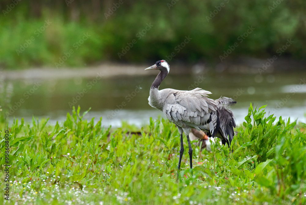 Obraz premium Grue cendrée,.Grus grus, Common Crane