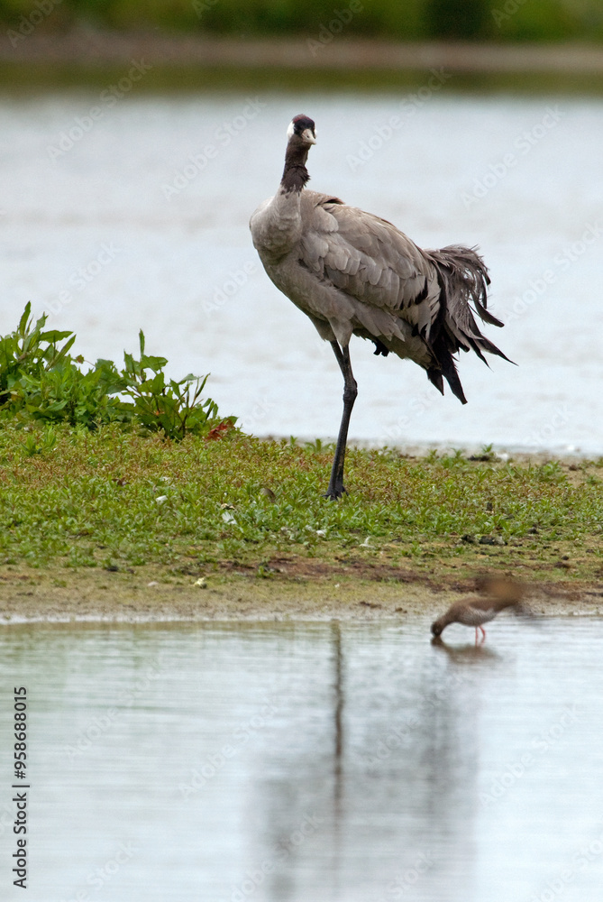 Fototapeta premium Grue cendrée,.Grus grus, Common Crane
