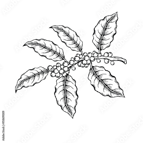 Vector illustration of coffee plant branch with coffee fruits