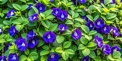 Bird s Eye View of a vibrant garden bed filled with Butterfly pea flowers Clitoria ternatea featuring lush green foliage and beautiful blue and purple blossoms, blossoms photo