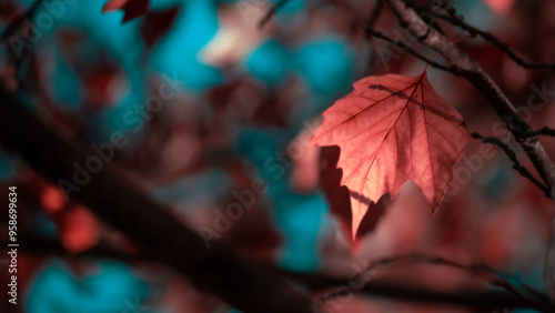 Yellow autumn leaves and black trunks against a blue sky.