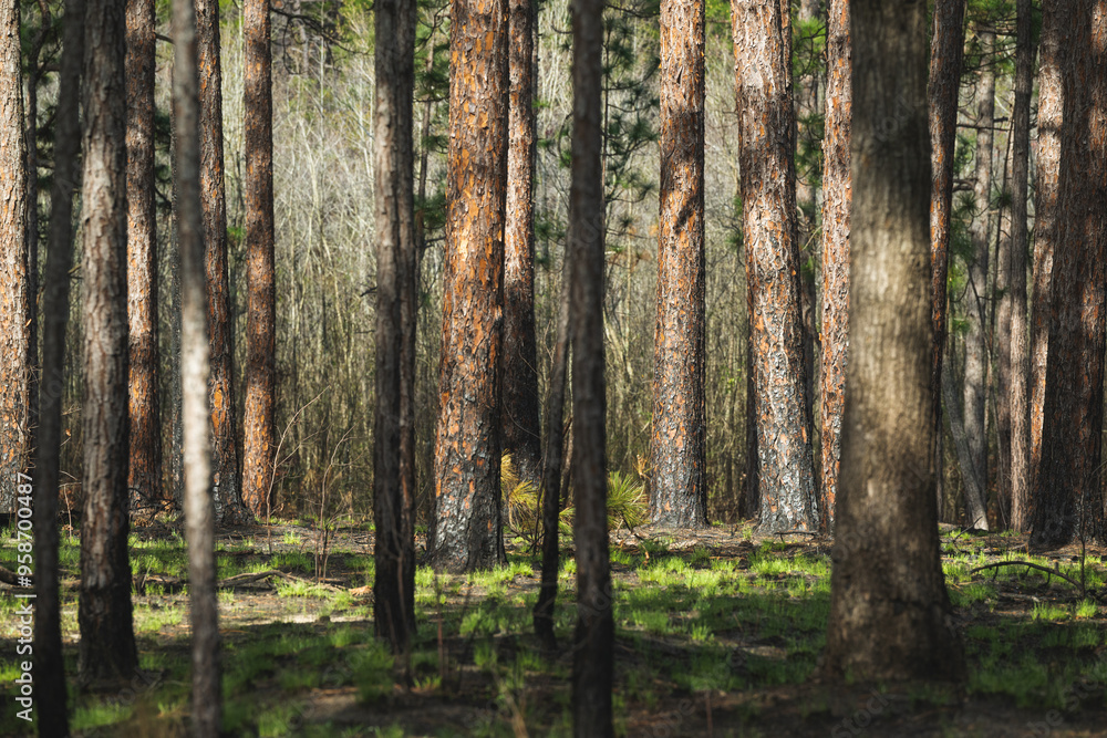 A stand of longleaf pine trees near Weymouth Woods, North Carolina A stand of longleaf pine trees near Weymouth Woods, North Carolina