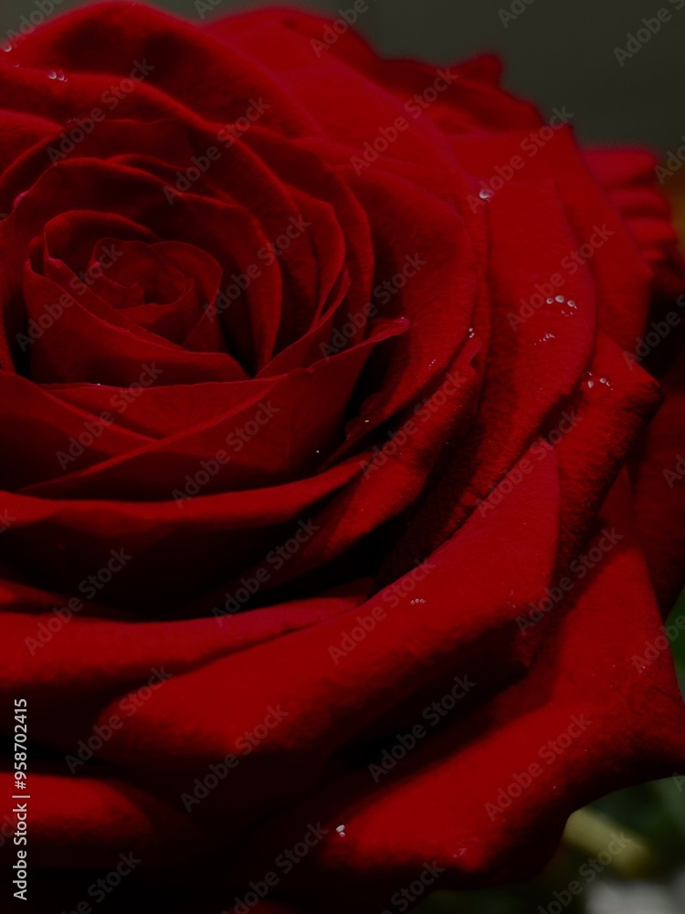 Naklejka premium Details in red - red rose