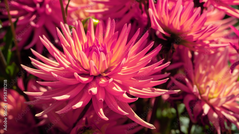 Orange dahlias blooming in botanical garden. Orange dahlias blooming in botanical garden.
