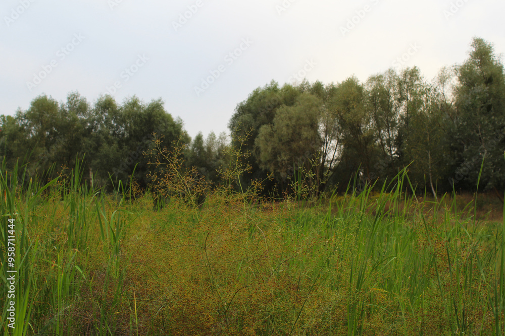 green grass and dry grass growing in a field near a pond and trees green grass and dry grass growing in a field near a pond and trees