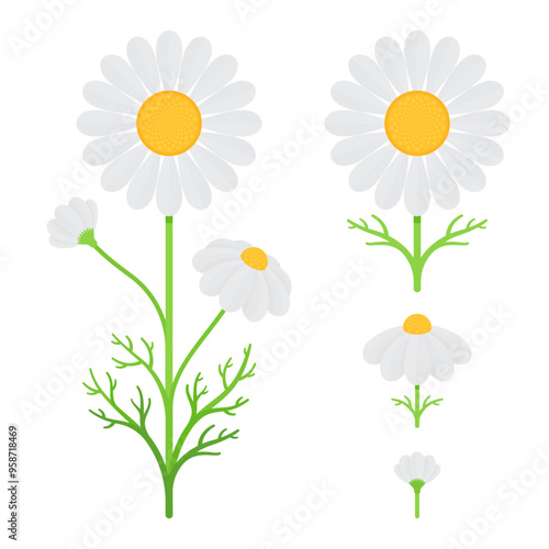 Set of chamomile flowers and leaves. Flat vector illustration isolated on white background. Botanical and herbal concept. Perfect for homeopathy, phytotherapy, alternative medicine designs