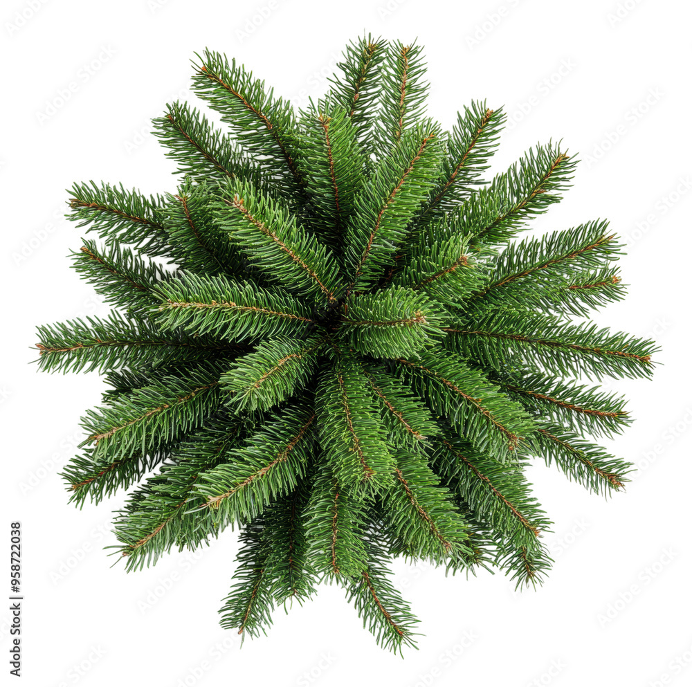Fresh evergreen branches from above in the garden, cut out - stock png. Fresh evergreen branches from above in the garden, cut out - stock png.