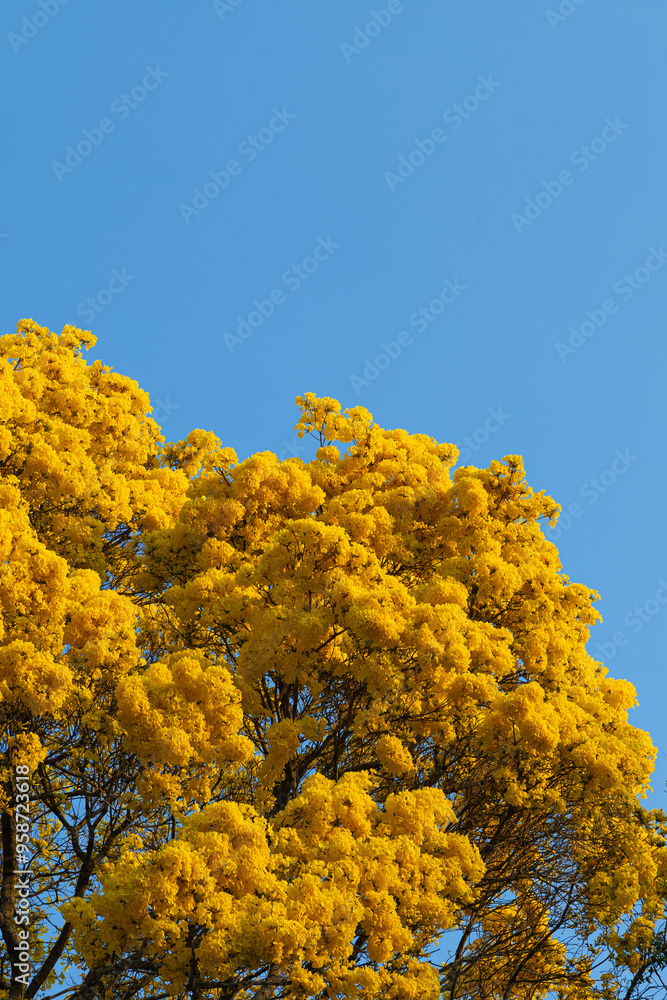 yellow ipe tree in Brazil (Handroanthus albus) yellow ipe tree in Brazil (Handroanthus albus)