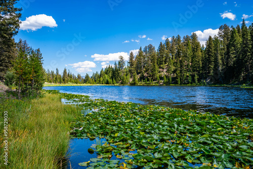 Yellowstone National Park's Lost Lake taken while hiking in the summer of 2024 with pine trees, grassland, lilly pads, and mountains photo