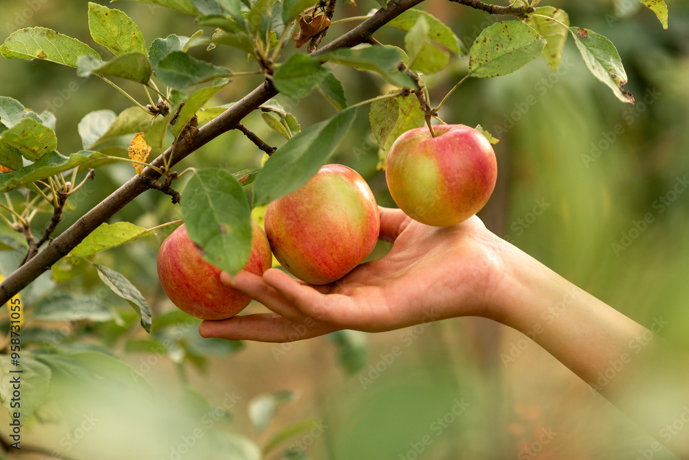apples in the hand in the garden apples in the hand in the garden