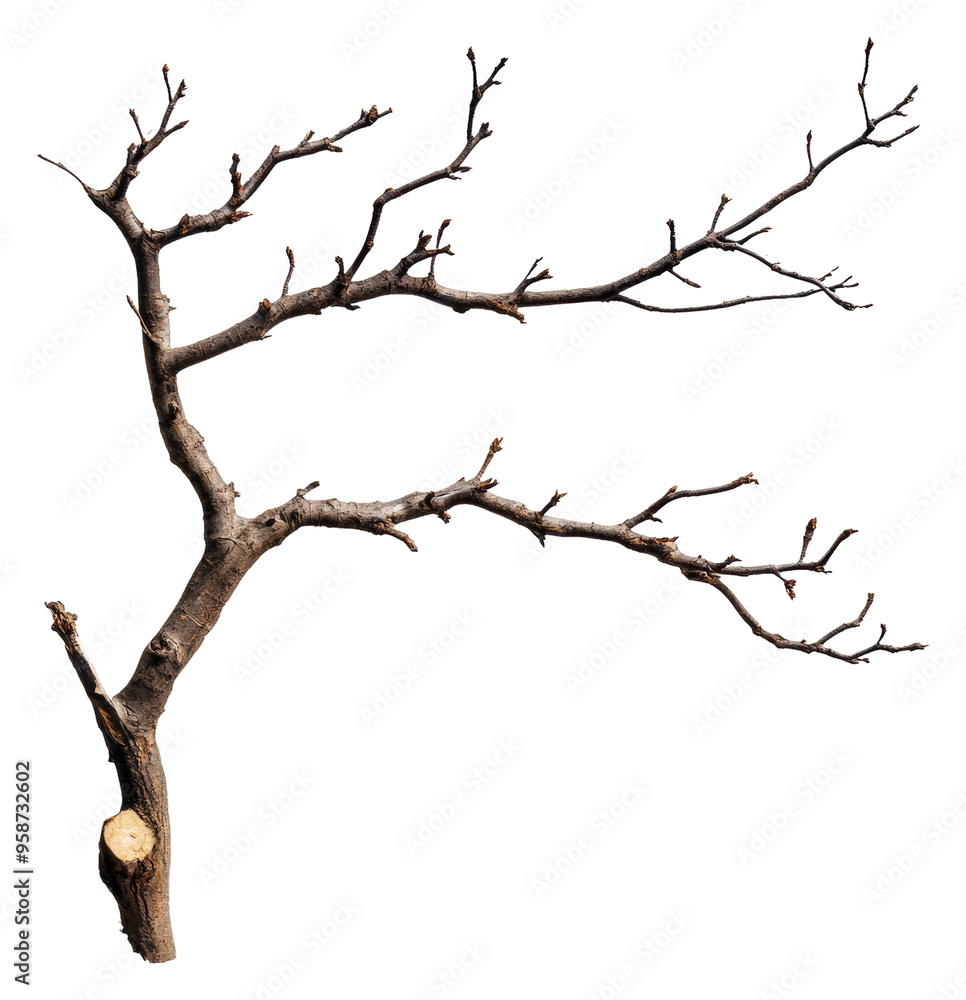 Tree's bare branches on white background, cut out - stock png. Tree's bare branches on white background, cut out - stock png.