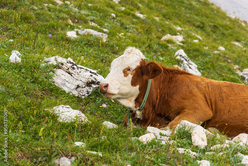 Cow resting on the grass near a mountain