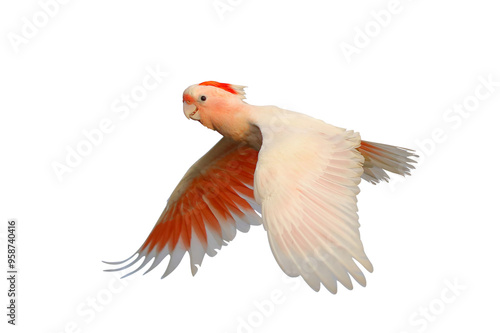 Beautiful flying Major Mitchell's Cockatoo isolated on transparent background png file