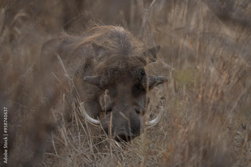 Fototapeta premium Desert warthog among the bushes. Warthog during safari in Kruger national park. 