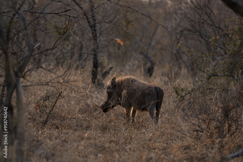 Desert warthog among the bushes. Warthog during safari in Kruger national park. 